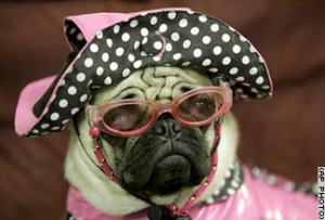 Pug dog dressed in pink rain gear